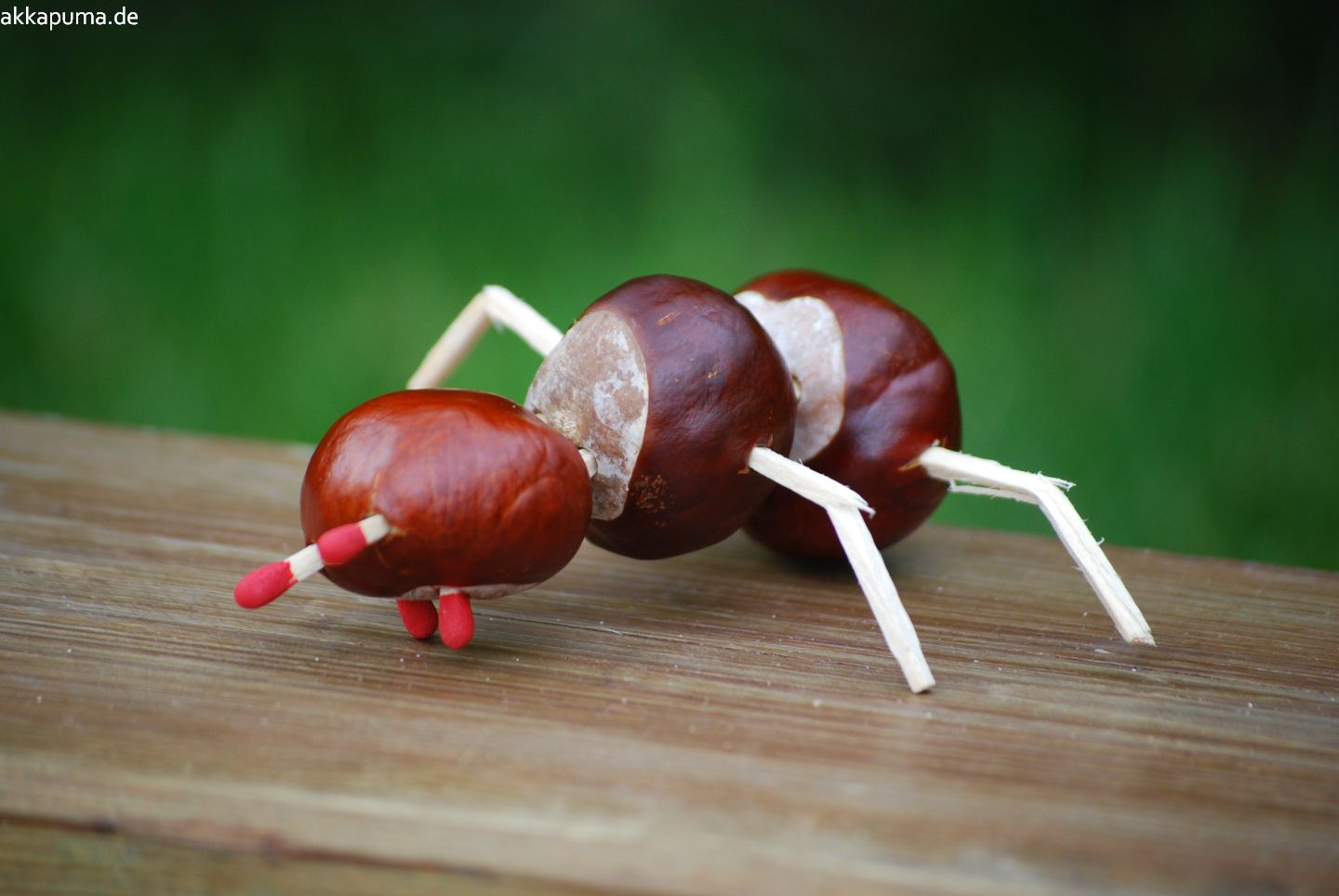 Kastanienmännchen 2014